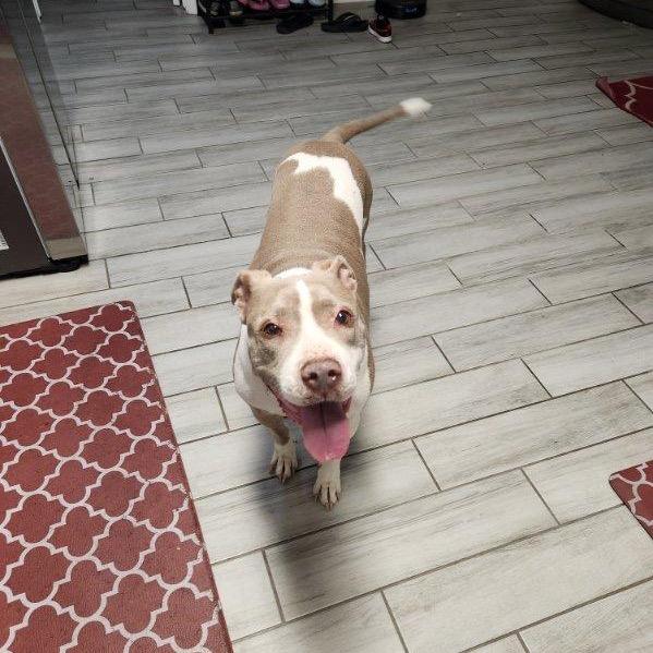 Enlarge Willow, a Adoptable mixed breed in Phoenix, AZ image 1/6