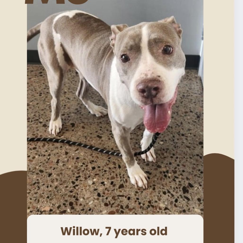 Enlarge Willow, a Adoptable mixed breed in Phoenix, AZ image 1/4