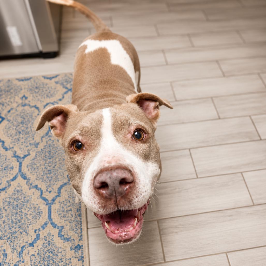Willow, Adoptable, Senior Female Pit Bull Terrier & Mixed Breed.
