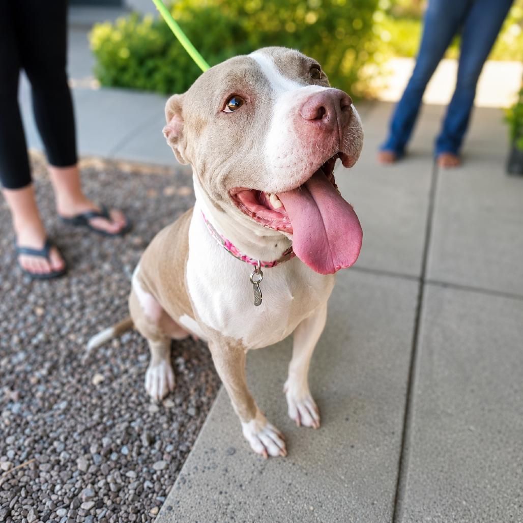 Enlarge Willow, a Adoptable mixed breed in Phoenix, AZ image 2/6