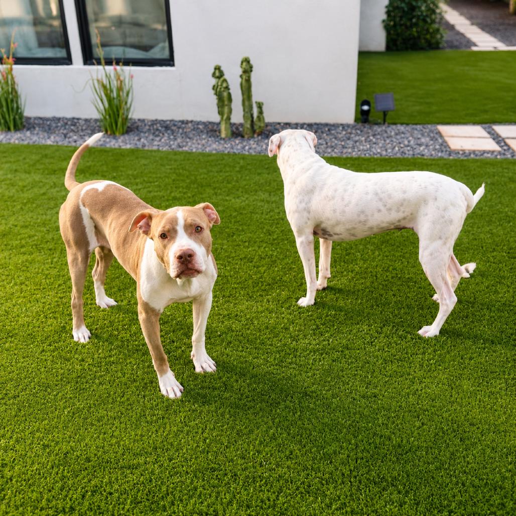 Enlarge Willow, a Adoptable mixed breed in Phoenix, AZ image 3/6