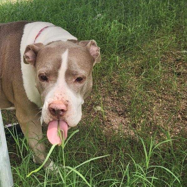 Enlarge Willow, a Adoptable mixed breed in Phoenix, AZ image 4/4