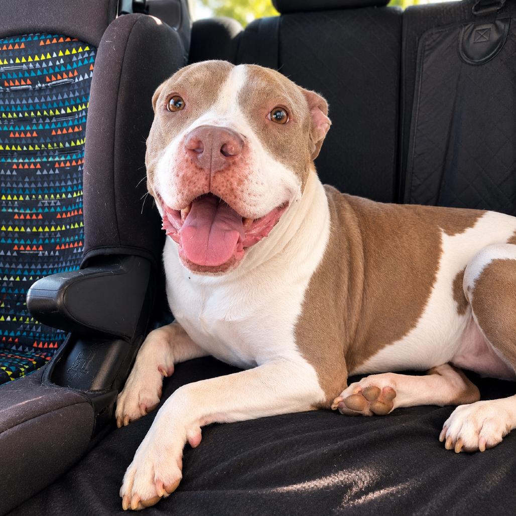 Enlarge Willow, a Adoptable mixed breed in Phoenix, AZ image 4/6