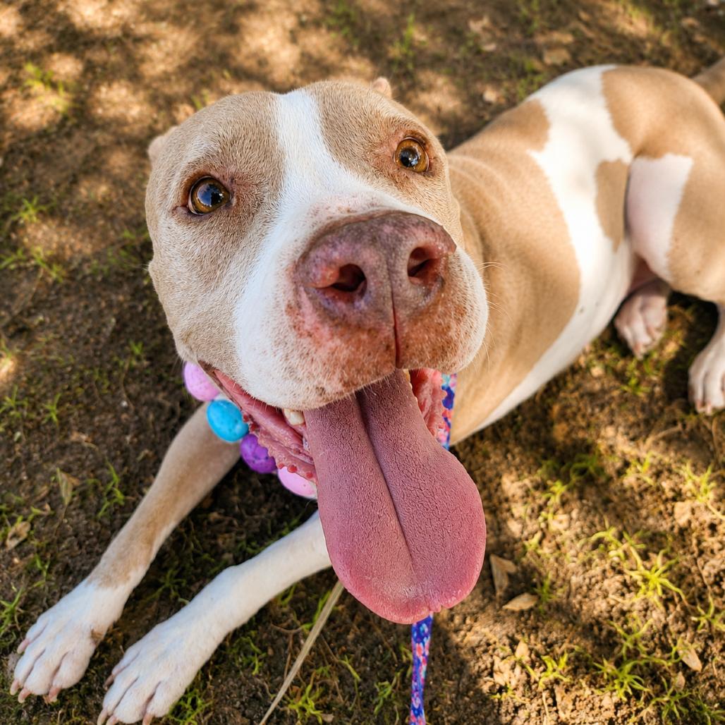 Enlarge Willow, a Adoptable mixed breed in Phoenix, AZ image 5/6