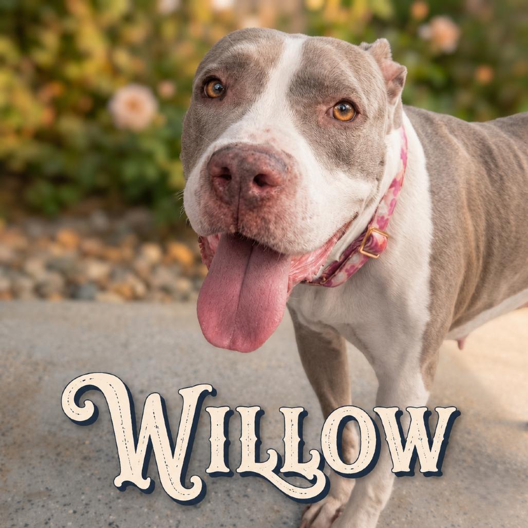 Enlarge Willow, a Adoptable mixed breed in Phoenix, AZ image 6/6