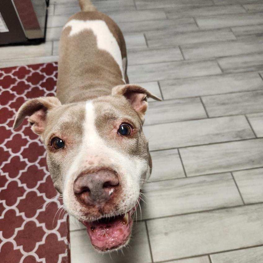 Enlarge Willow, a Adoptable mixed breed in Phoenix, AZ image 6/6