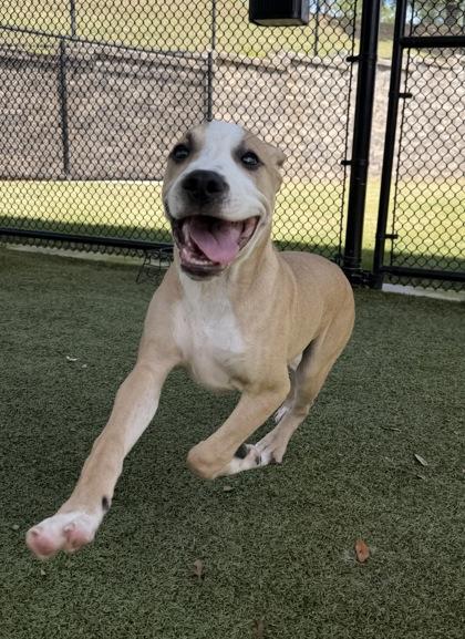 Reggy, Adoptable, Young Male Labrador Retriever & American Bulldog.