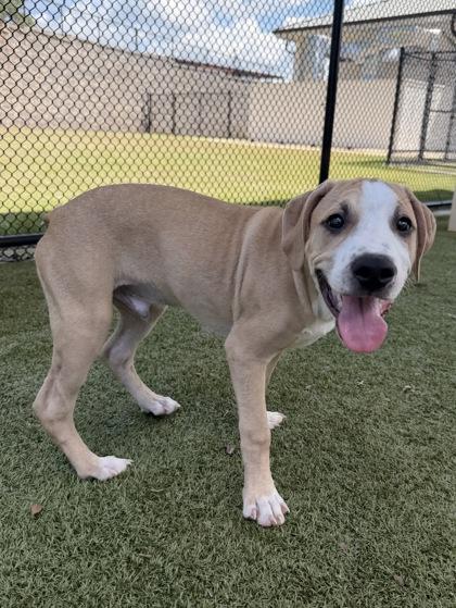 Enlarge Reggy, a Adoptable mixed breed in Daphne, AL image 2/3