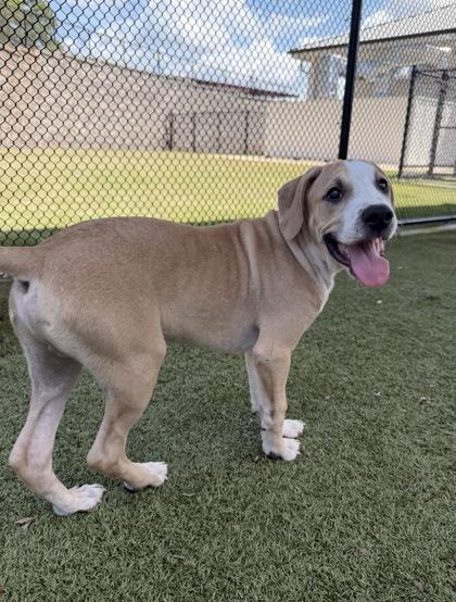 Enlarge Reggy, a Adoptable mixed breed in Daphne, AL image 3/3
