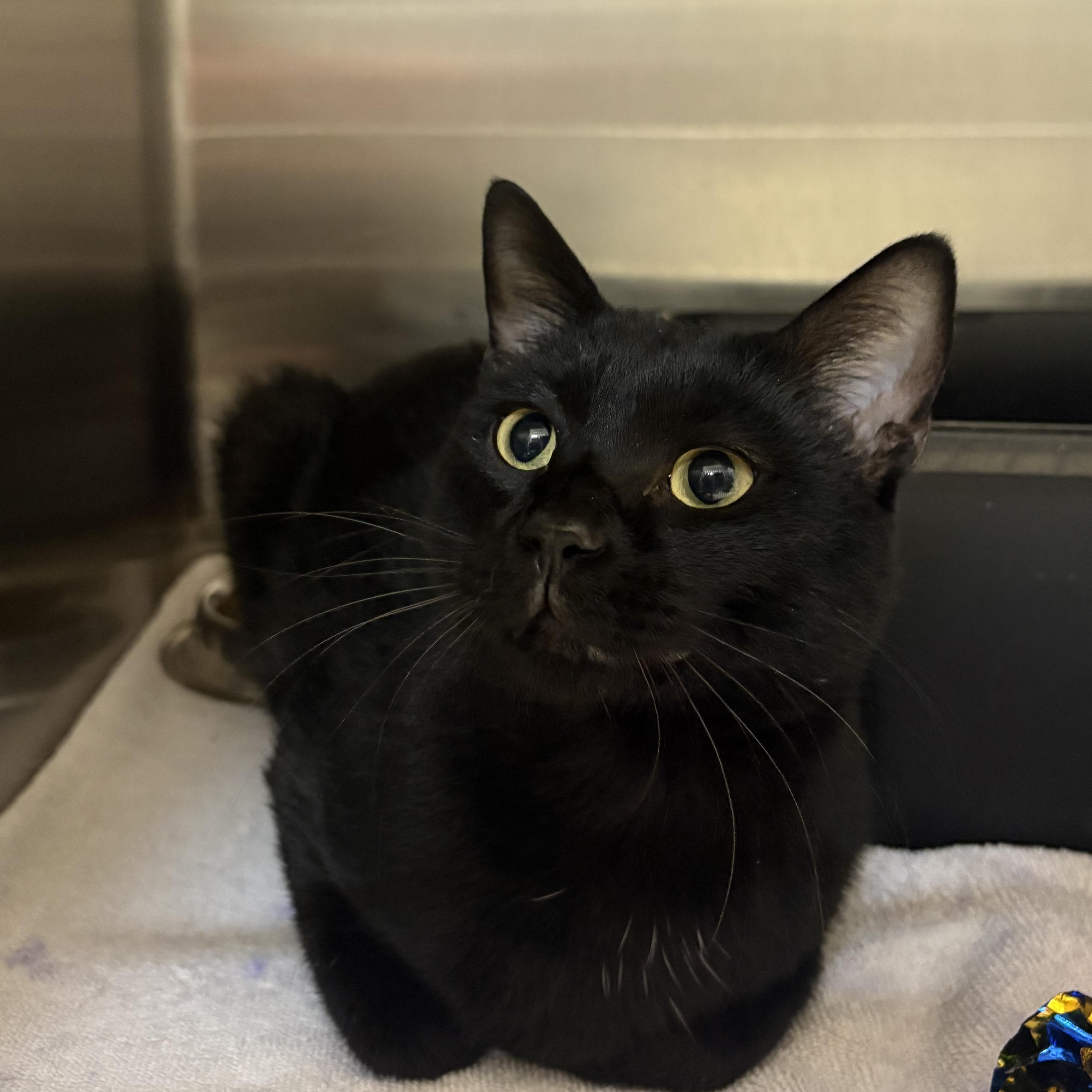 Steak, ADOPTABLE, Adult Male Domestic Short Hair.