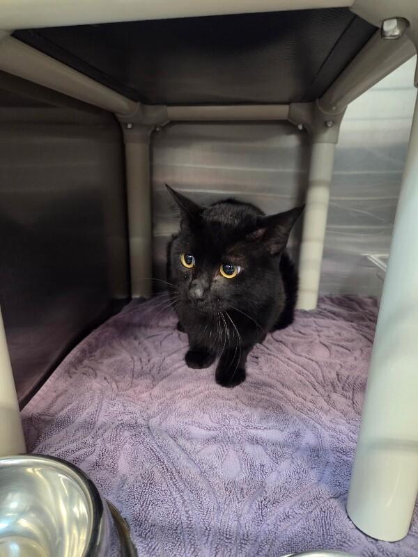 Steak, a ADOPTABLE Domestic Short Hair in Saint Charles, MO image 2/2