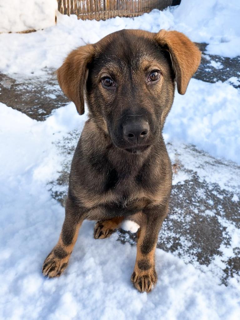 TIGGER, Adoptable, Puppy Male Mixed Breed.