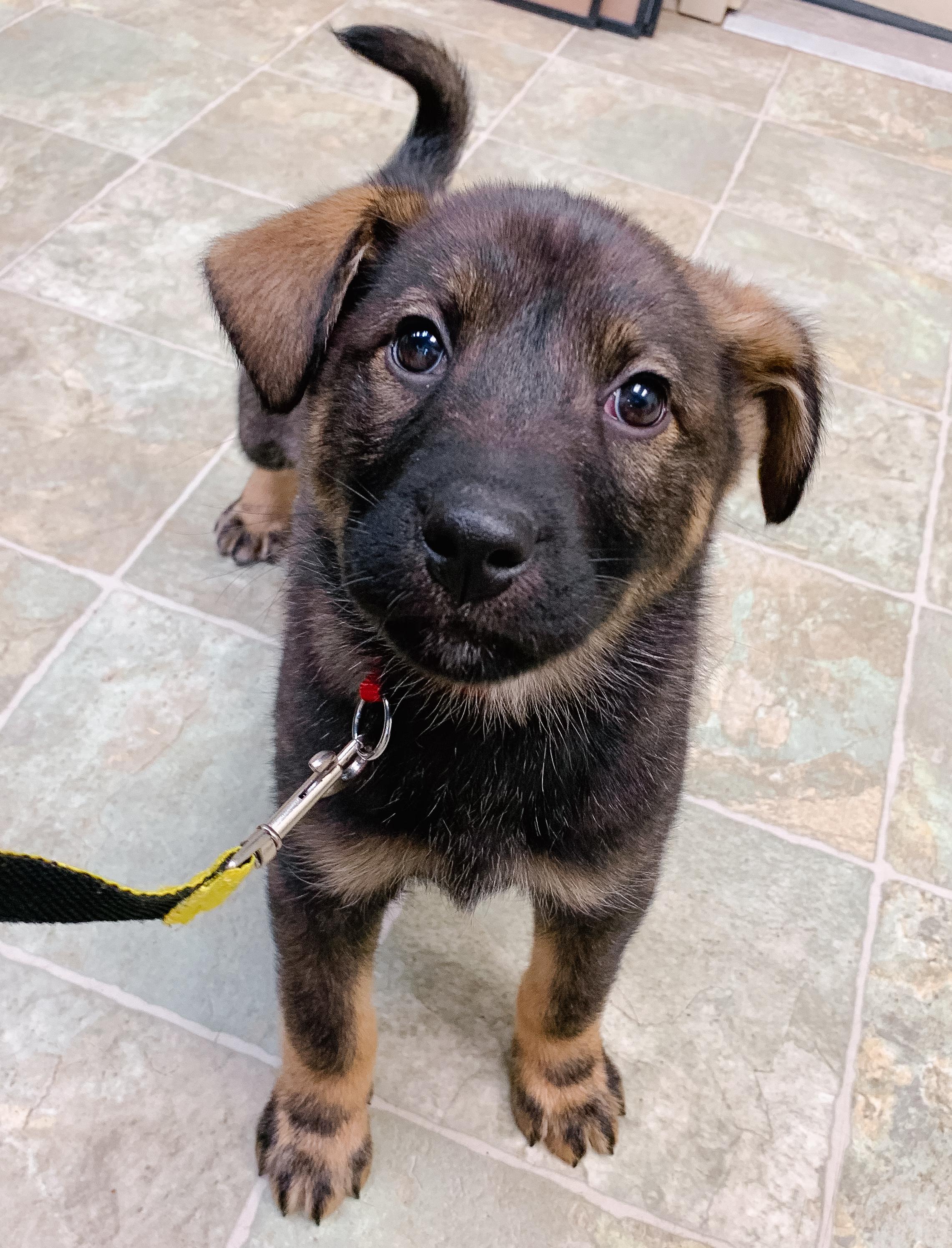 TIGGER, Adoptable, Puppy Male Mixed Breed.