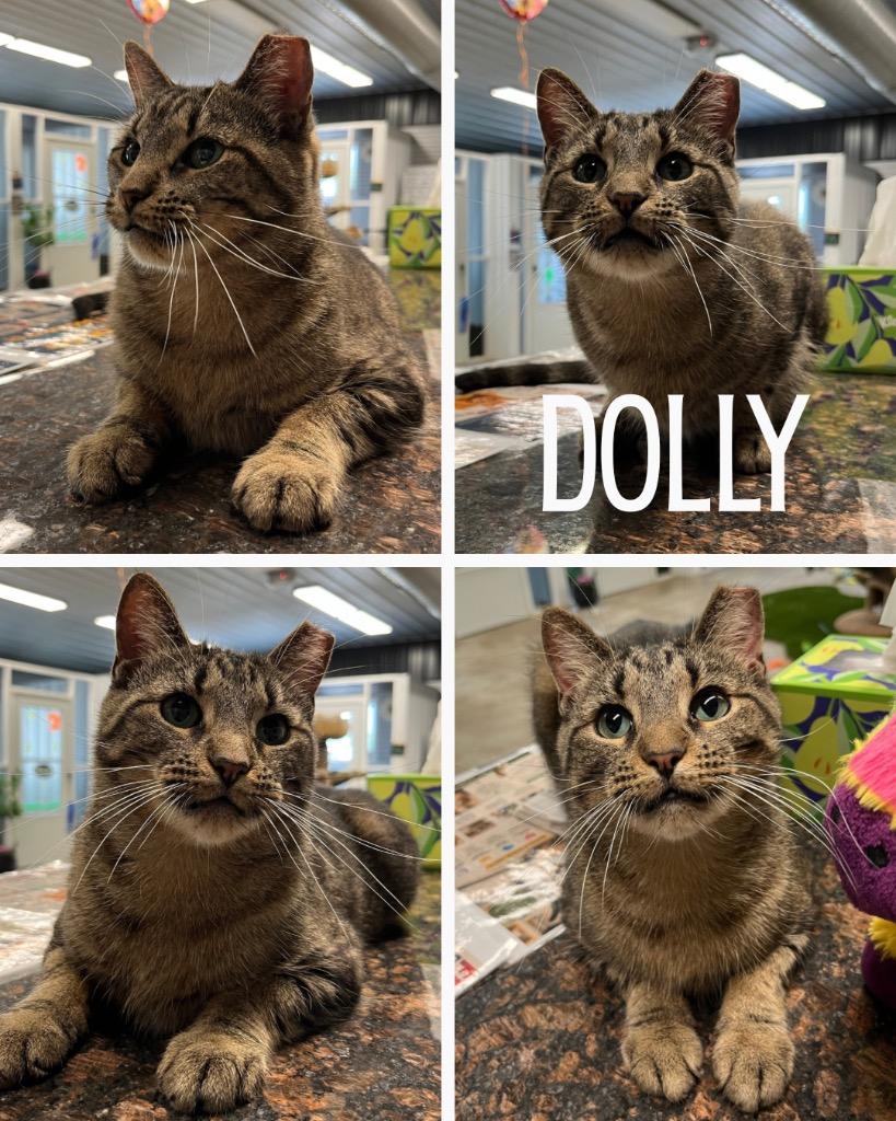 Dolly - SPONSORED, Adoptable, Adult Female Domestic Short Hair.
