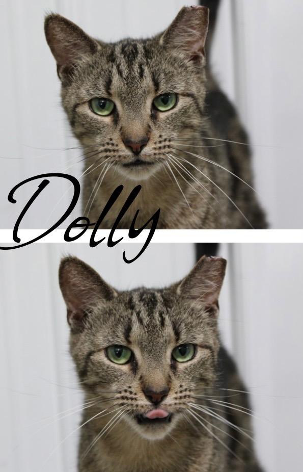 Enlarge Dolly - SPONSORED, a Adoptable mixed breed in Pierceton, IN image 2/3