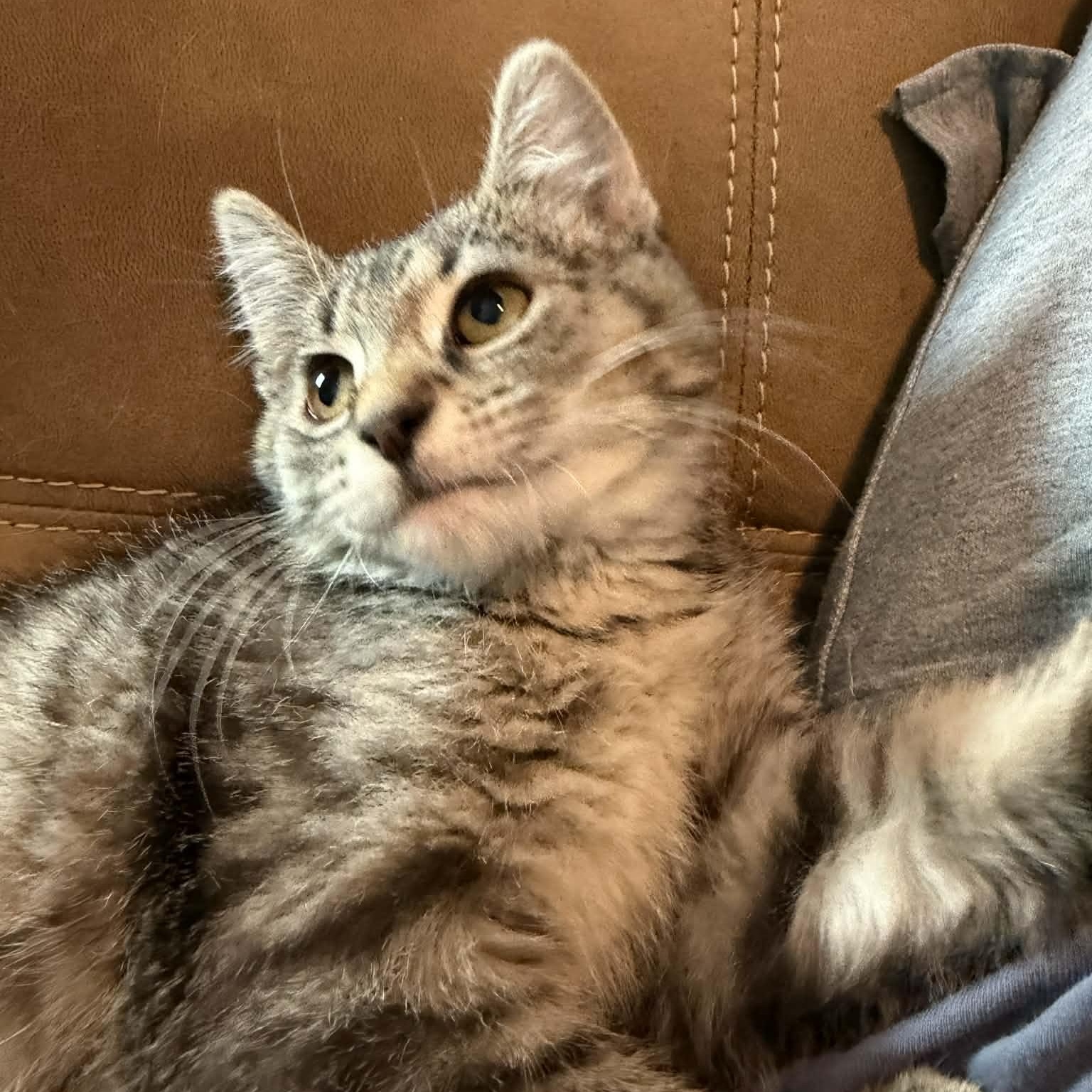 Enlarge Luke, an adopted mixed breed in Fairborn, OH image 2/2