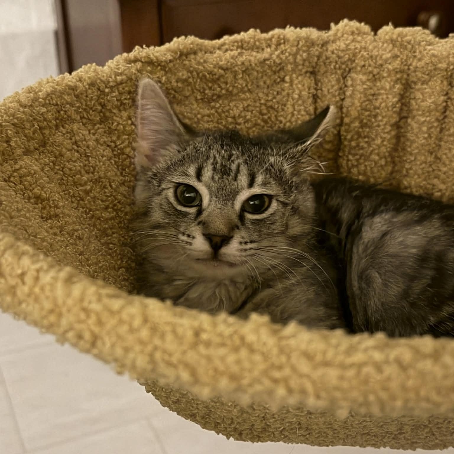 Enlarge Luke, an adopted mixed breed in Fairborn, OH image 1/2