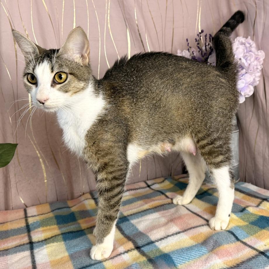 CiCi, Adoptable, Adult Female Domestic Short Hair & Domestic Short Hair.