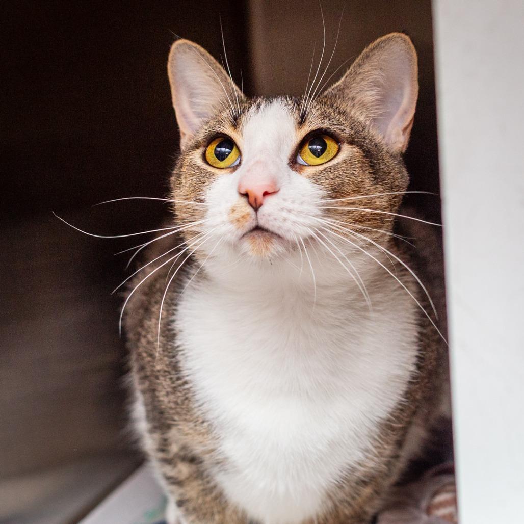 Enlarge CiCi, a Adoptable mixed breed in Hattiesburg, MS image 2/4