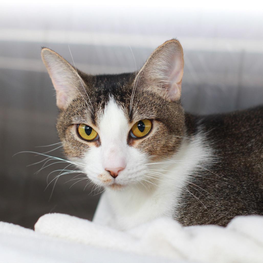 Enlarge CiCi, a Adoptable mixed breed in Hattiesburg, MS image 3/4