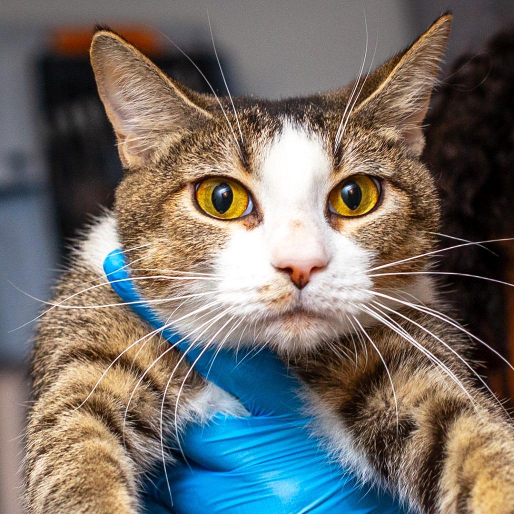 Enlarge CiCi, a Adoptable mixed breed in Hattiesburg, MS image 4/4