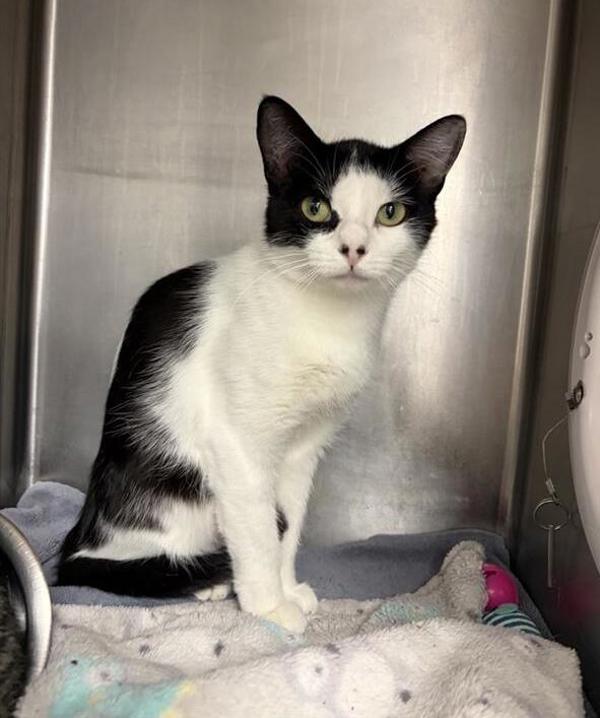 Nebula, Adoptable, Young Female Domestic Short Hair.