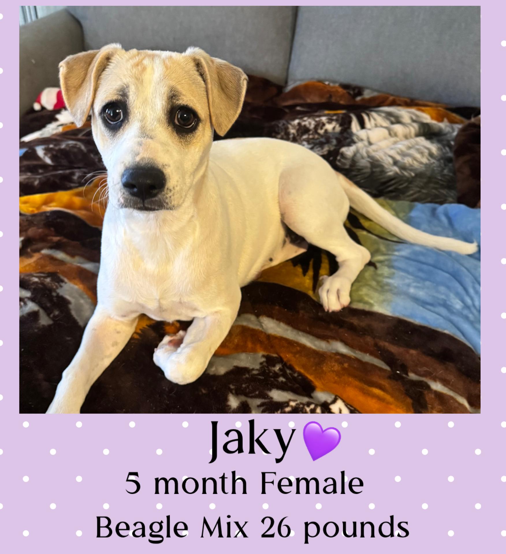 Enlarge JACKIE – 5 MONTH FEMALE BEAGLE TERRIER MIX@PETCO, 5011 E. RAY ROAD, PHX 85044 ON SATURDAY, DEC. 20th, a Adoptable mixed breed in Mesa, AZ image 1/1