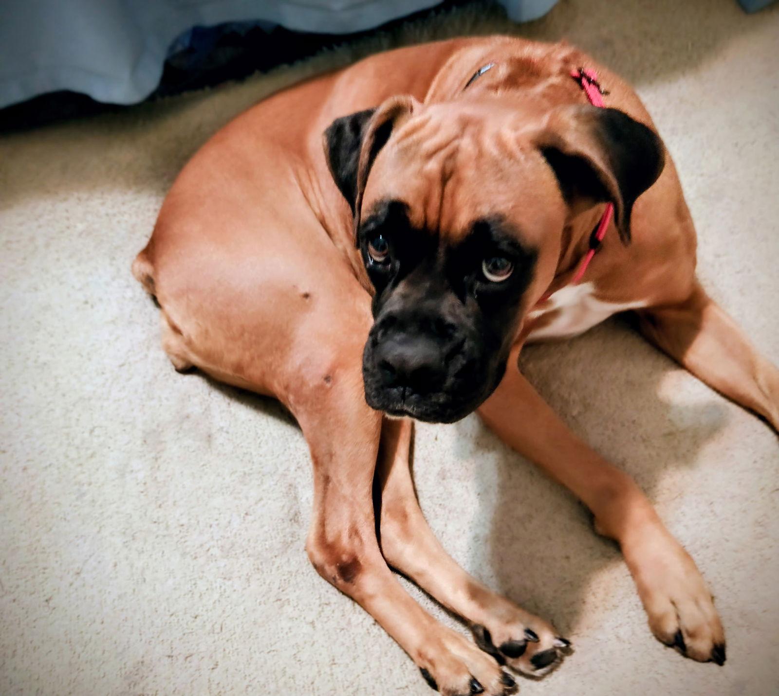 ZURI, Adoptable, Adult Female Boxer.