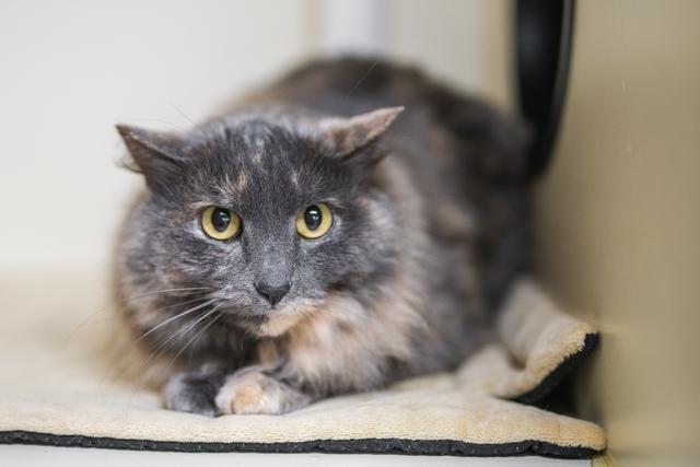Heather, Adoptable, Adult Female Domestic Medium Hair.