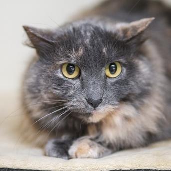 Heather, a Adoptable Domestic Medium Hair in Portland, OR image 3/3