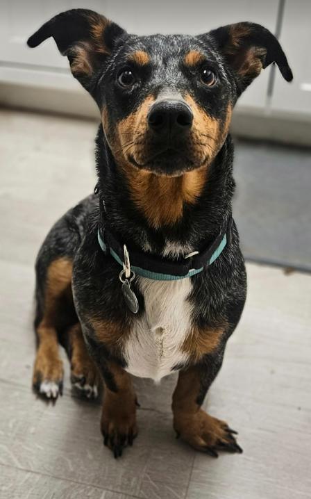 Nyx, a Adoptable mixed breed in Aurora, CO image 1/3