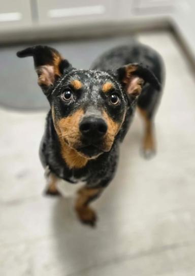 Nyx, a Adoptable mixed breed in Aurora, CO image 2/3