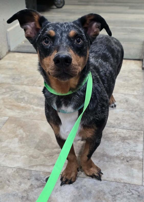 Nyx, a Adoptable mixed breed in Aurora, CO image 3/3