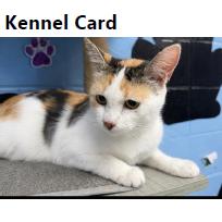 Novela, Adoptable, Young Female Domestic Short Hair.