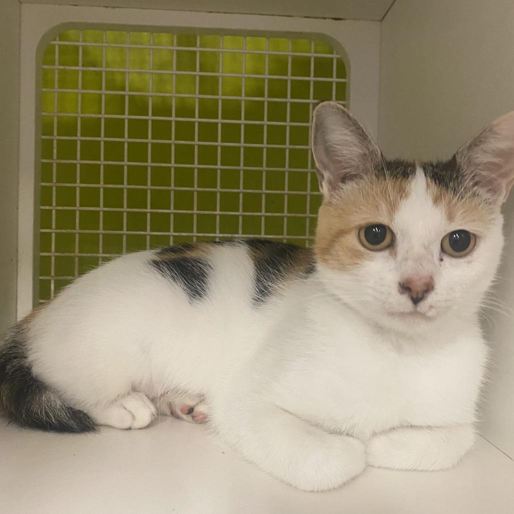 Enlarge Novela, a Adoptable Domestic Short Hair in Tallahassee, FL image 2/2