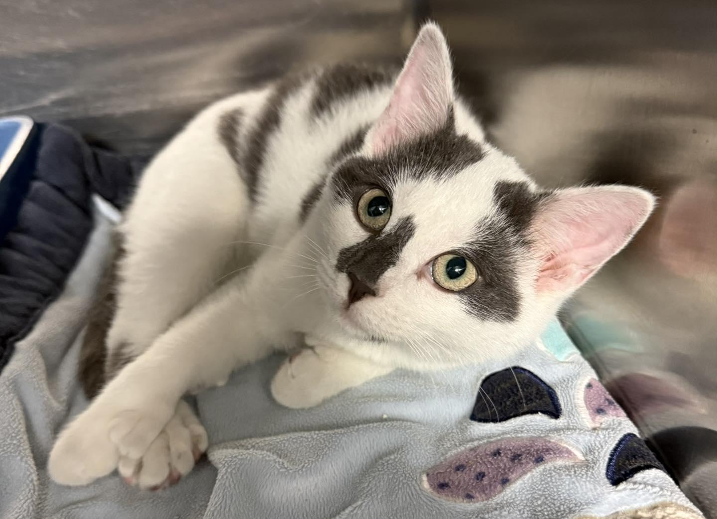 Spotz, ADOPTABLE, Kitten Male Domestic Short Hair.