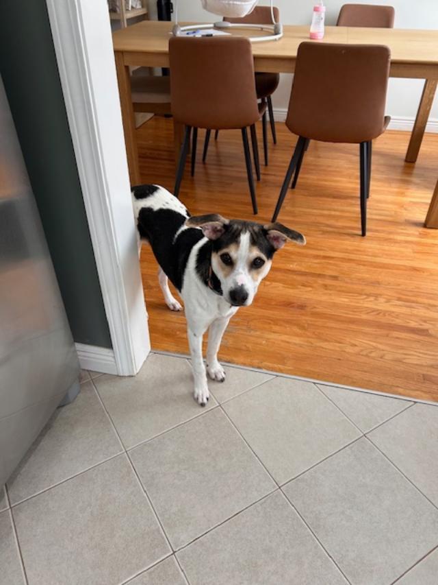 Enlarge Douglas, a Adoptable mixed breed in Albion, NY image 4/5