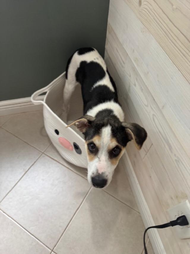 Enlarge Douglas, a Adoptable mixed breed in Albion, NY image 2/5