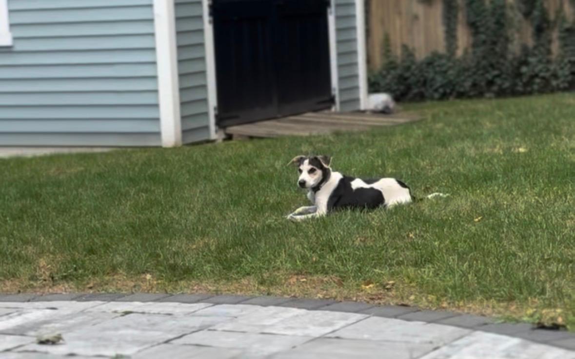 Enlarge Douglas, a Adoptable mixed breed in Albion, NY image 3/5