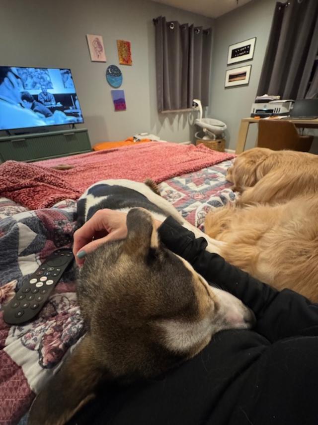 Enlarge Douglas, a Adoptable mixed breed in Albion, NY image 5/5