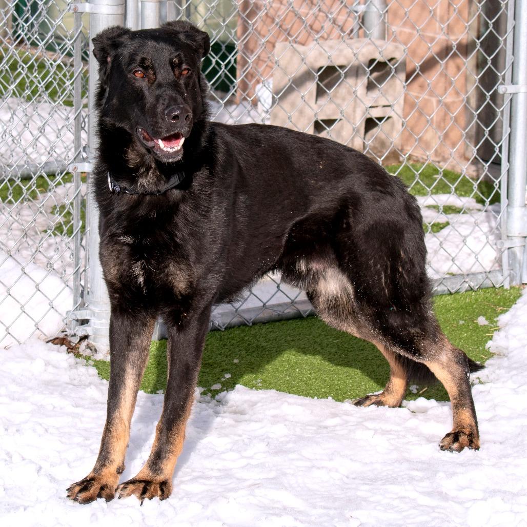 Enlarge Leif, a Adoptable German Shepherd Dog in South Burlington, VT image 1/6