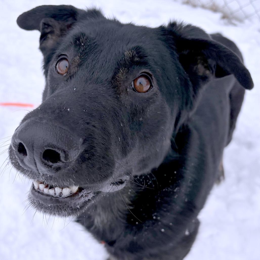 Enlarge Leif, a Adoptable German Shepherd Dog in South Burlington, VT image 3/6