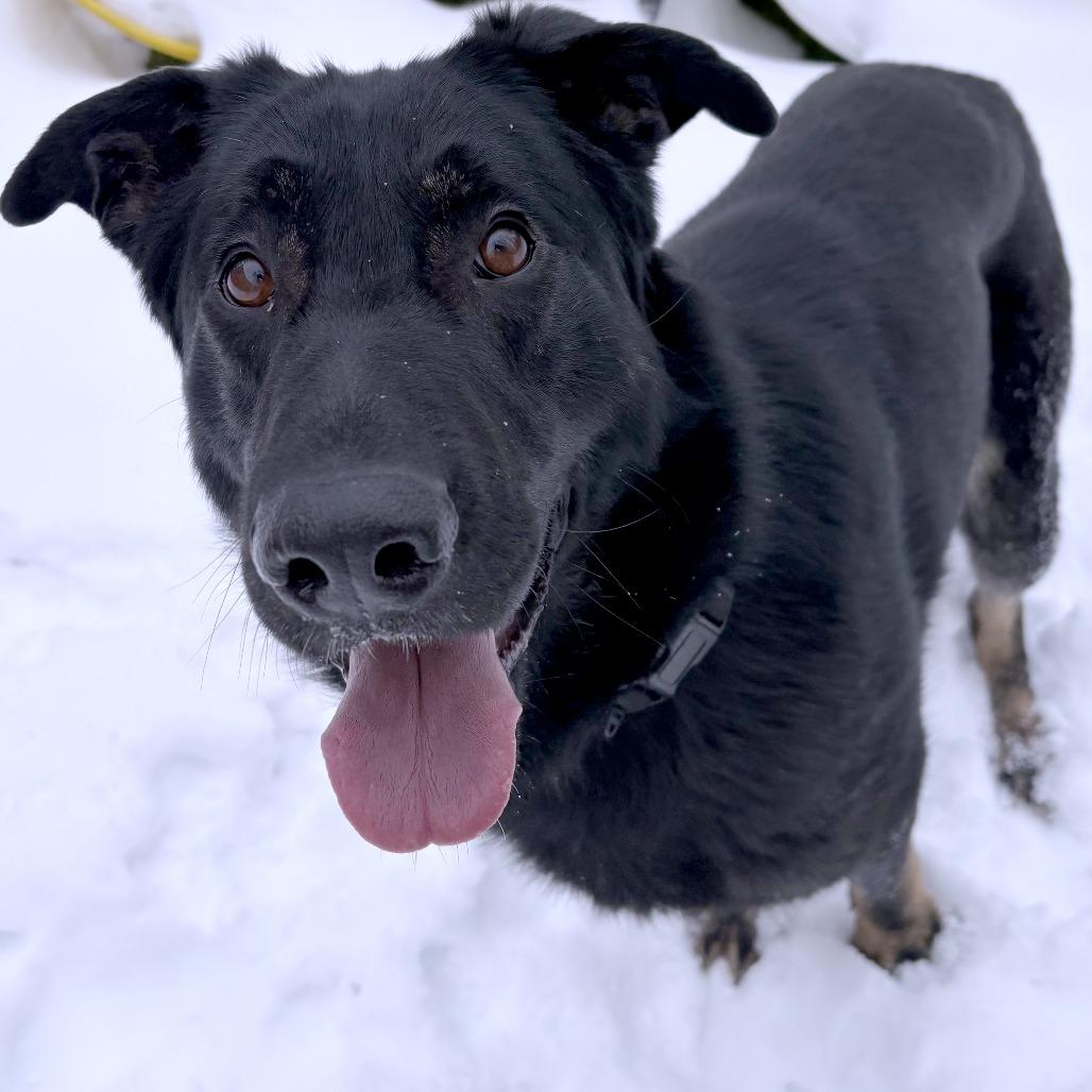 Enlarge Leif, a Adoptable German Shepherd Dog in South Burlington, VT image 4/6