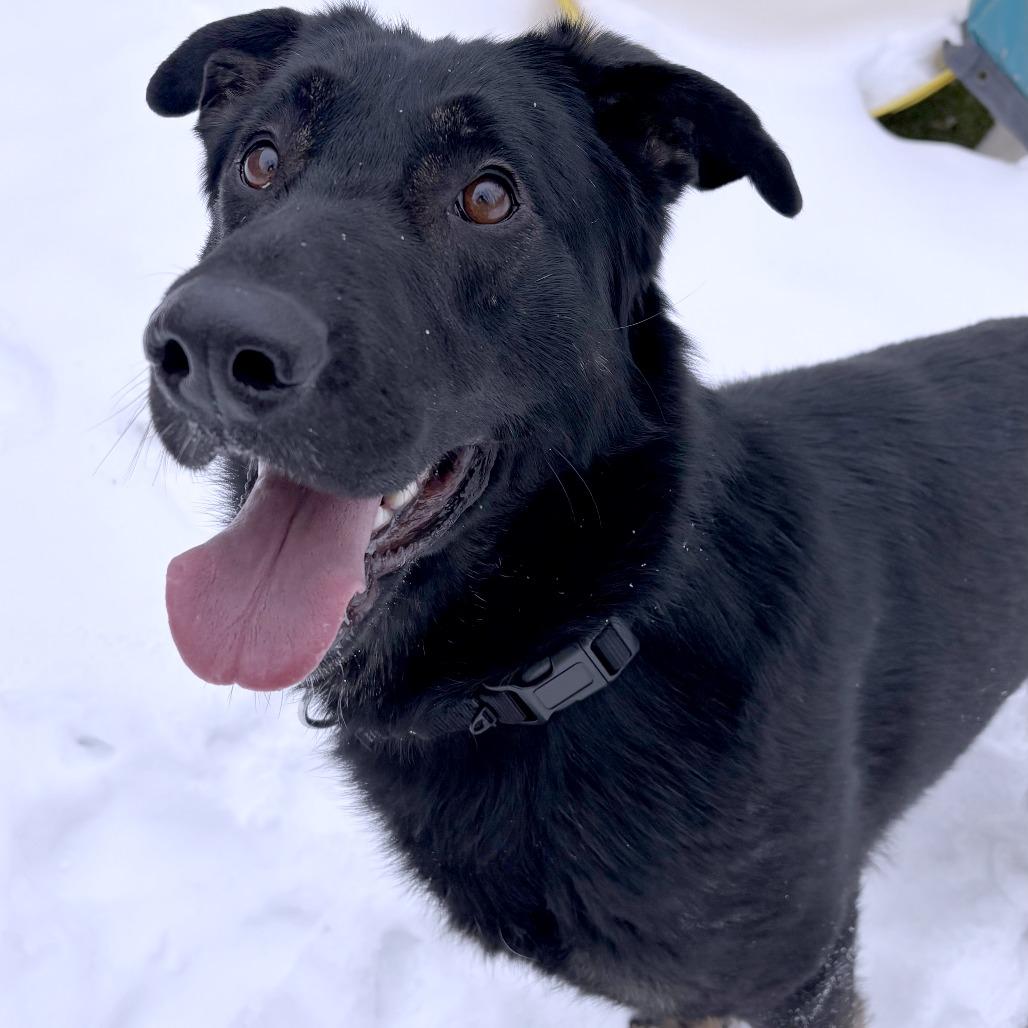 Enlarge Leif, a Adoptable German Shepherd Dog in South Burlington, VT image 5/6