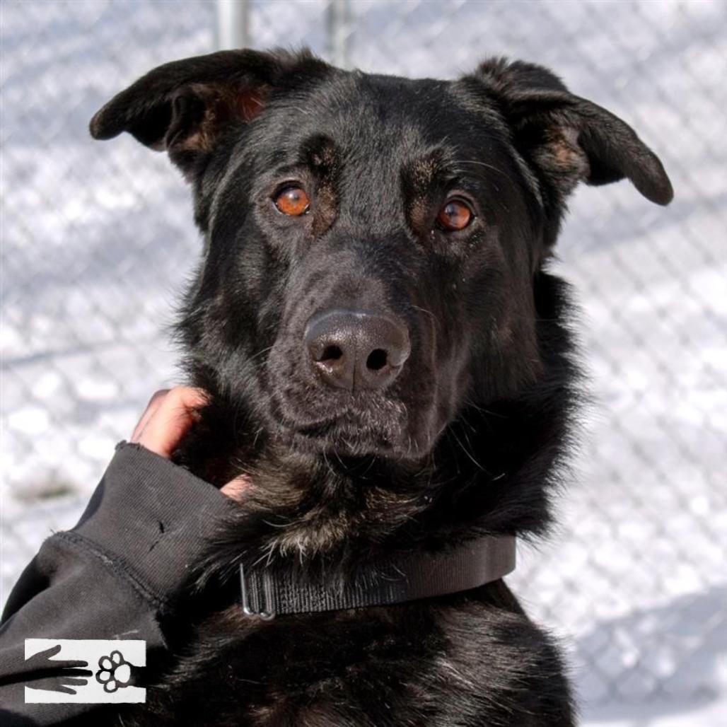 Enlarge Leif, a Adoptable German Shepherd Dog in South Burlington, VT image 6/6