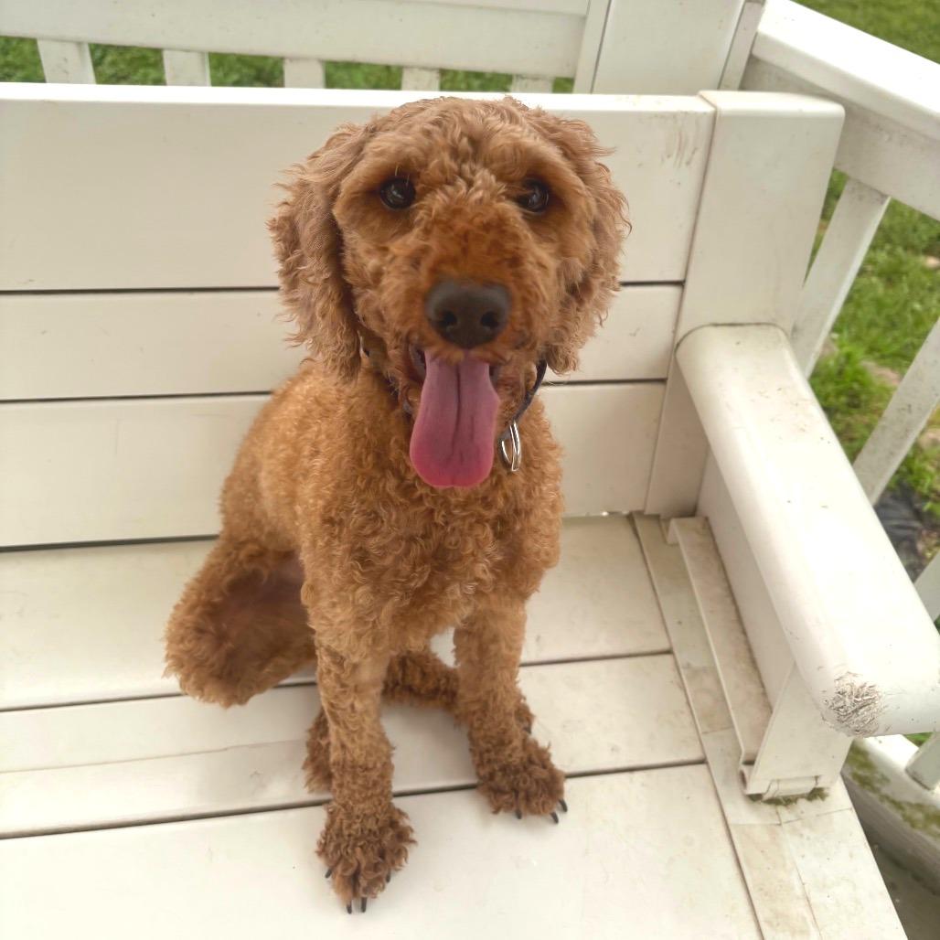 Enlarge Lexi, a Adoptable mixed breed in Quakertown, PA image 1/6