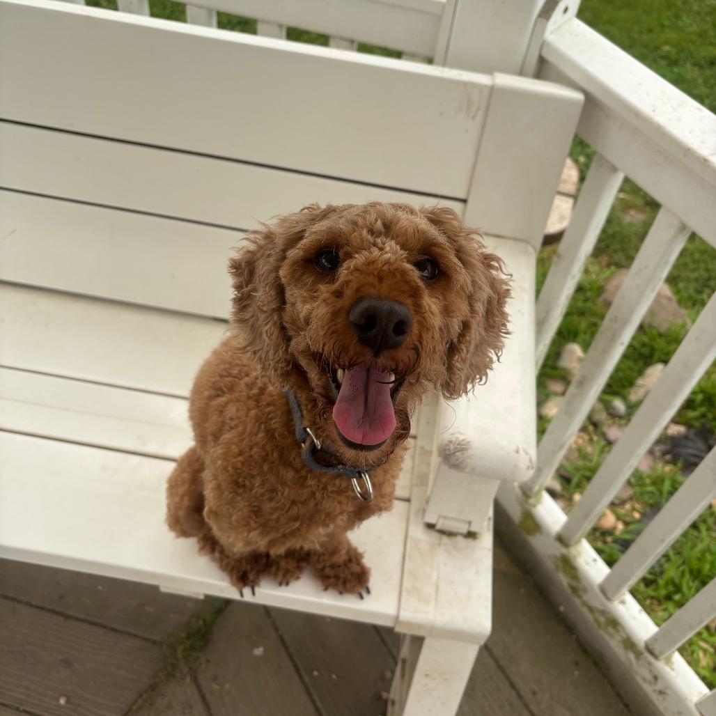 Enlarge Lexi, a Adoptable mixed breed in Quakertown, PA image 3/6