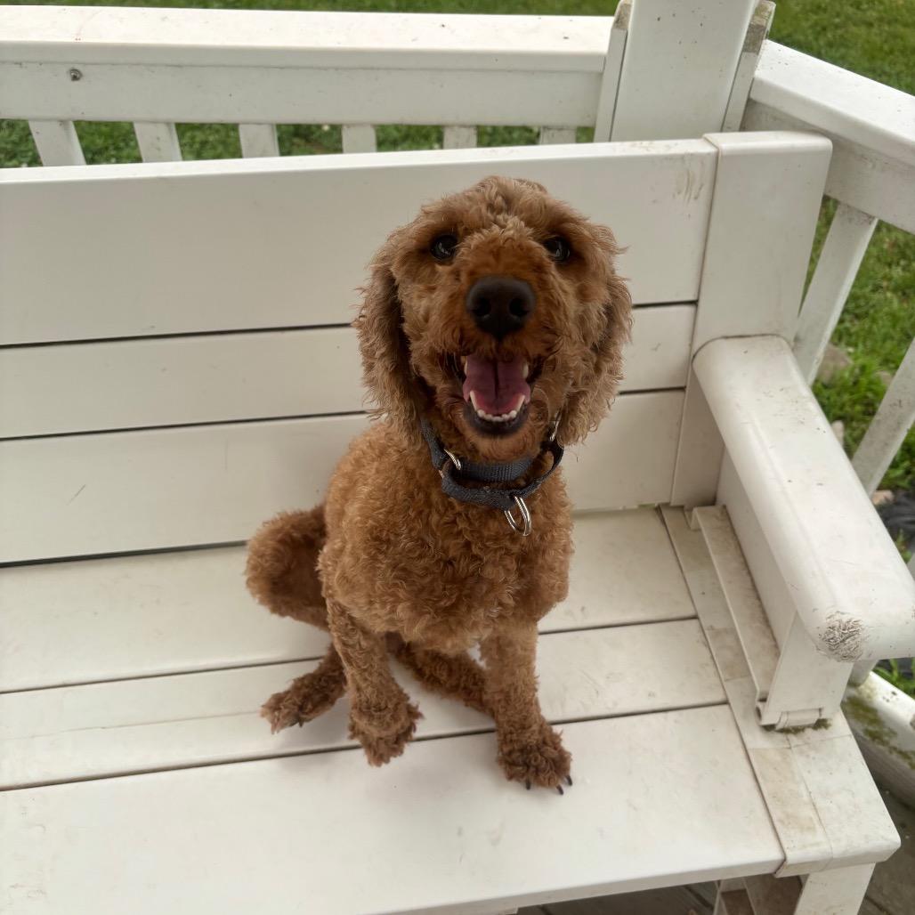 Enlarge Lexi, a Adoptable mixed breed in Quakertown, PA image 5/6