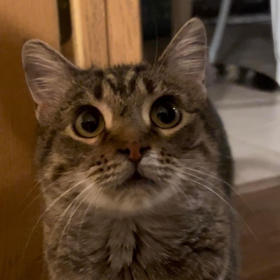Tabitha, an adoptable Domestic Short Hair in Springfield, MO, 65804 | Photo Image 6