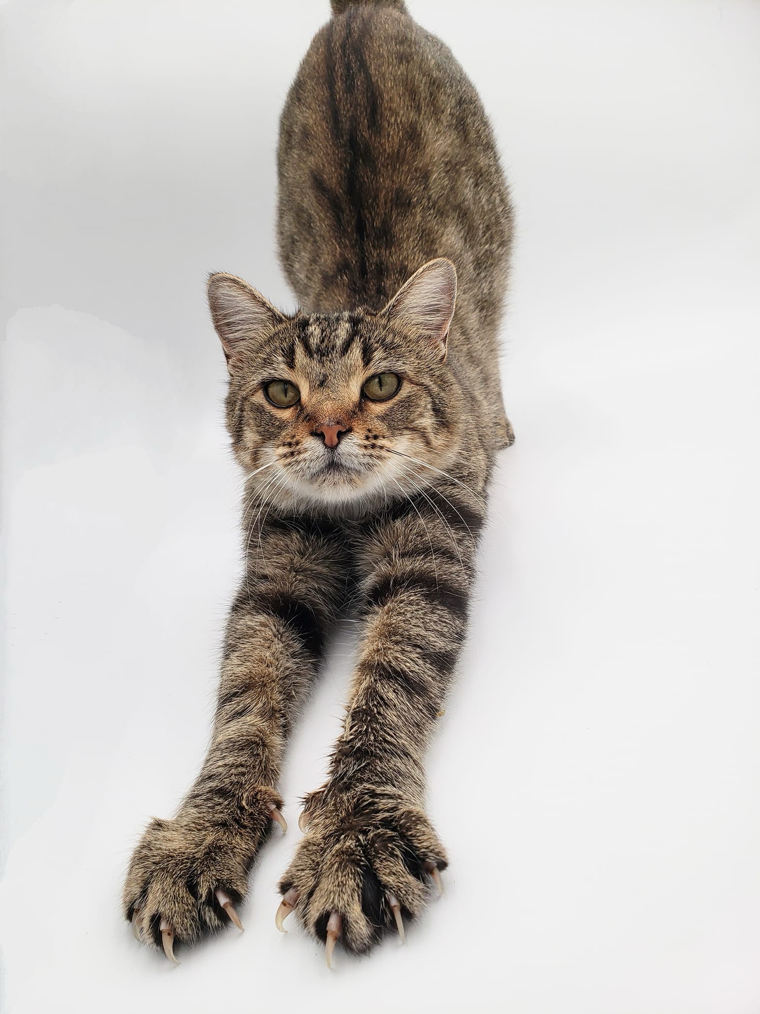 Tabitha, an adoptable Domestic Short Hair in Springfield, MO, 65804 | Photo Image 2